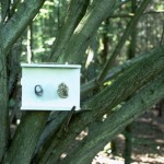 birds nests box