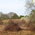 brushwithnature3_web