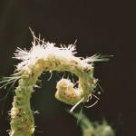 ferns detail 2