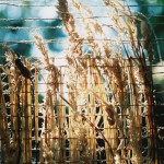 grass weaving detail 1