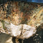 birch-bark-font-detail1
