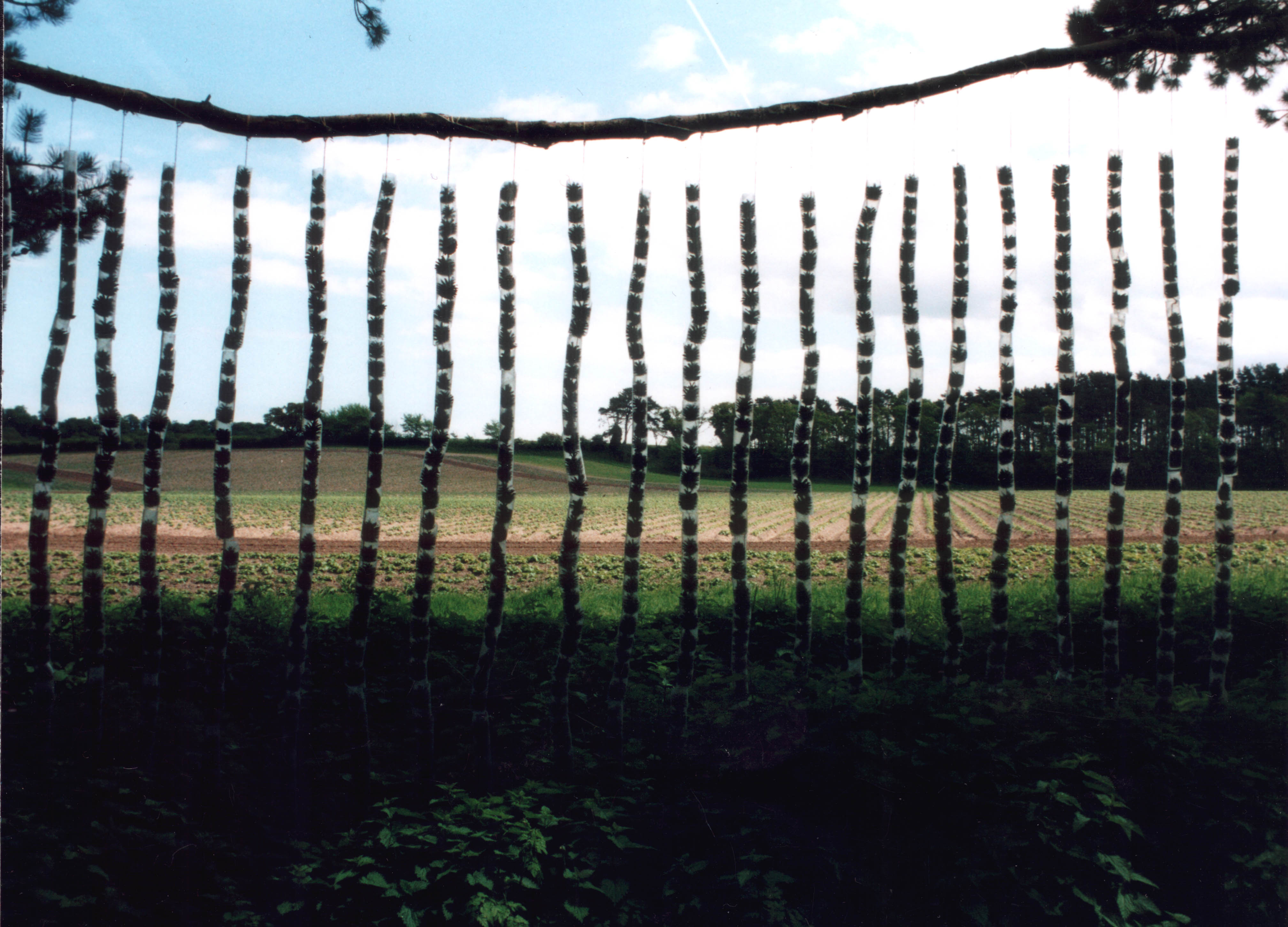 fir cones 1 – peter lord