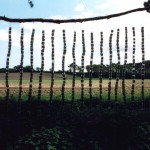 fir-cones-1—peter-lord_we