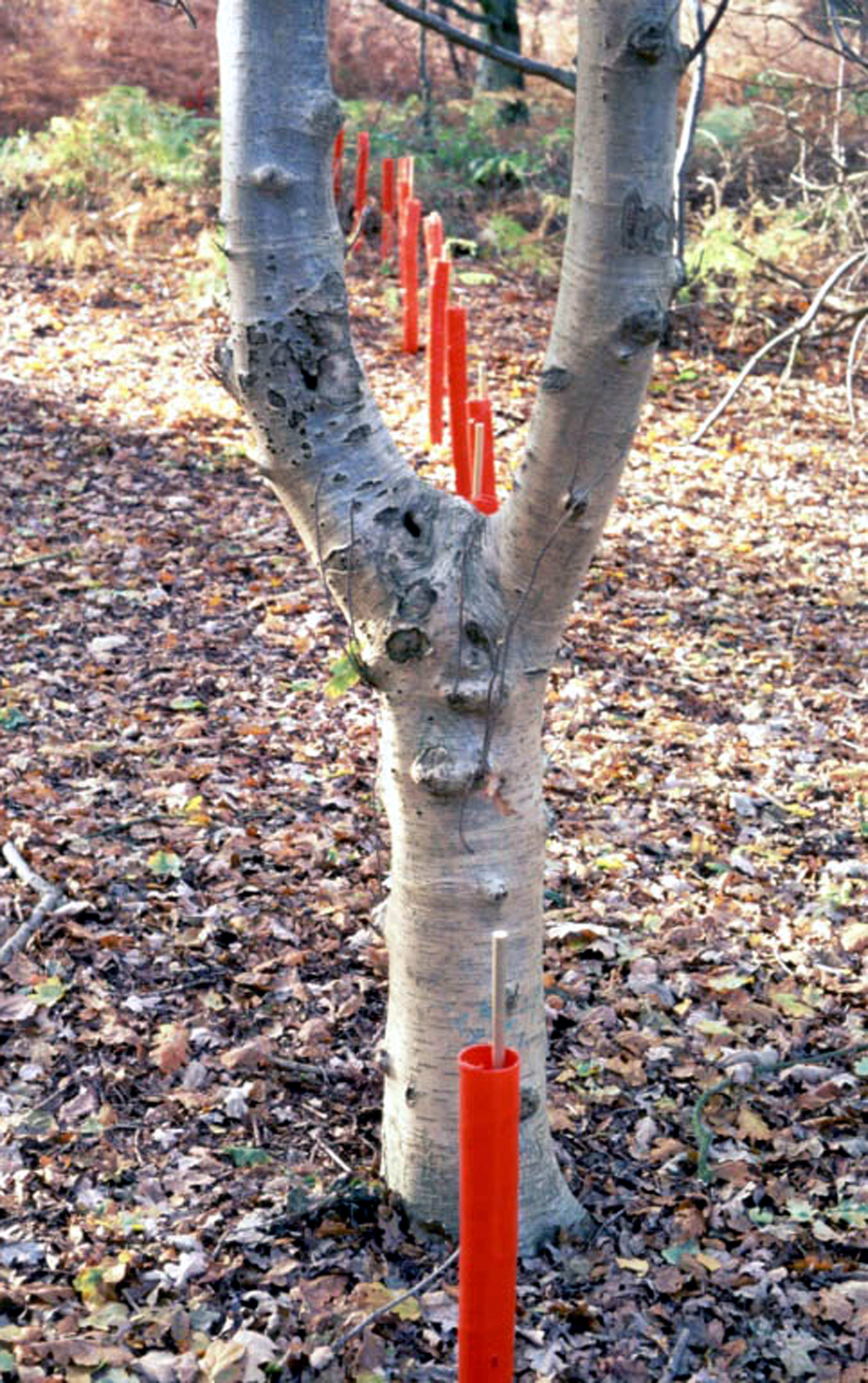 red spiral 3