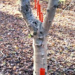 red-spiral-3web