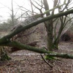 heath-felling-1-piece-remaining