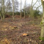 heath-felling-2