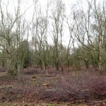 heath-felling-3