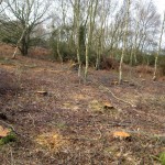 heath-felling-4