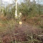heath-felling-5