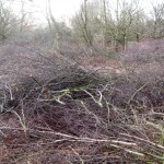 heath-felling-6