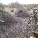 brushwithnature7trails_web