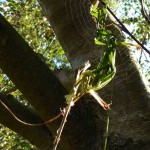 grass-twiddle-bird-with-web
