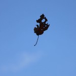 leaf-drop-b