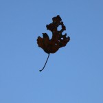 leaf-drop-c