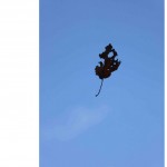 leaf-drop1